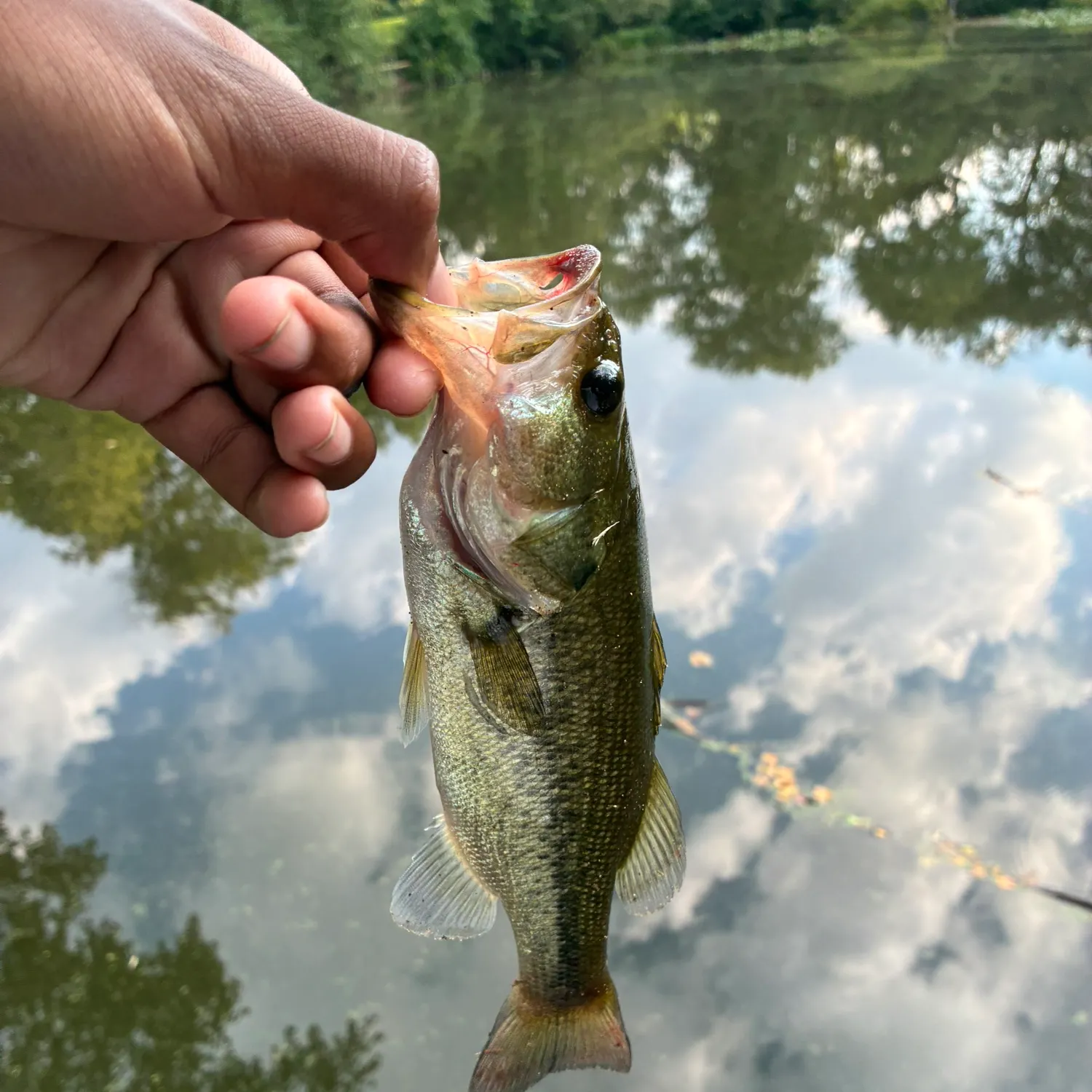 Largemouth bass caught on Fishbrain
