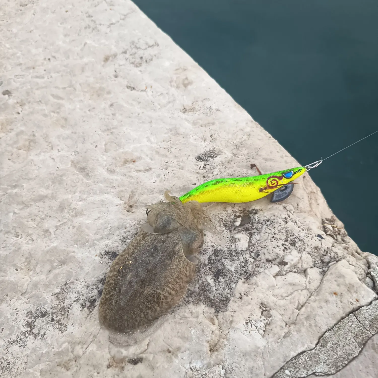 The most recent Common cuttlefish catches on Fishbrain