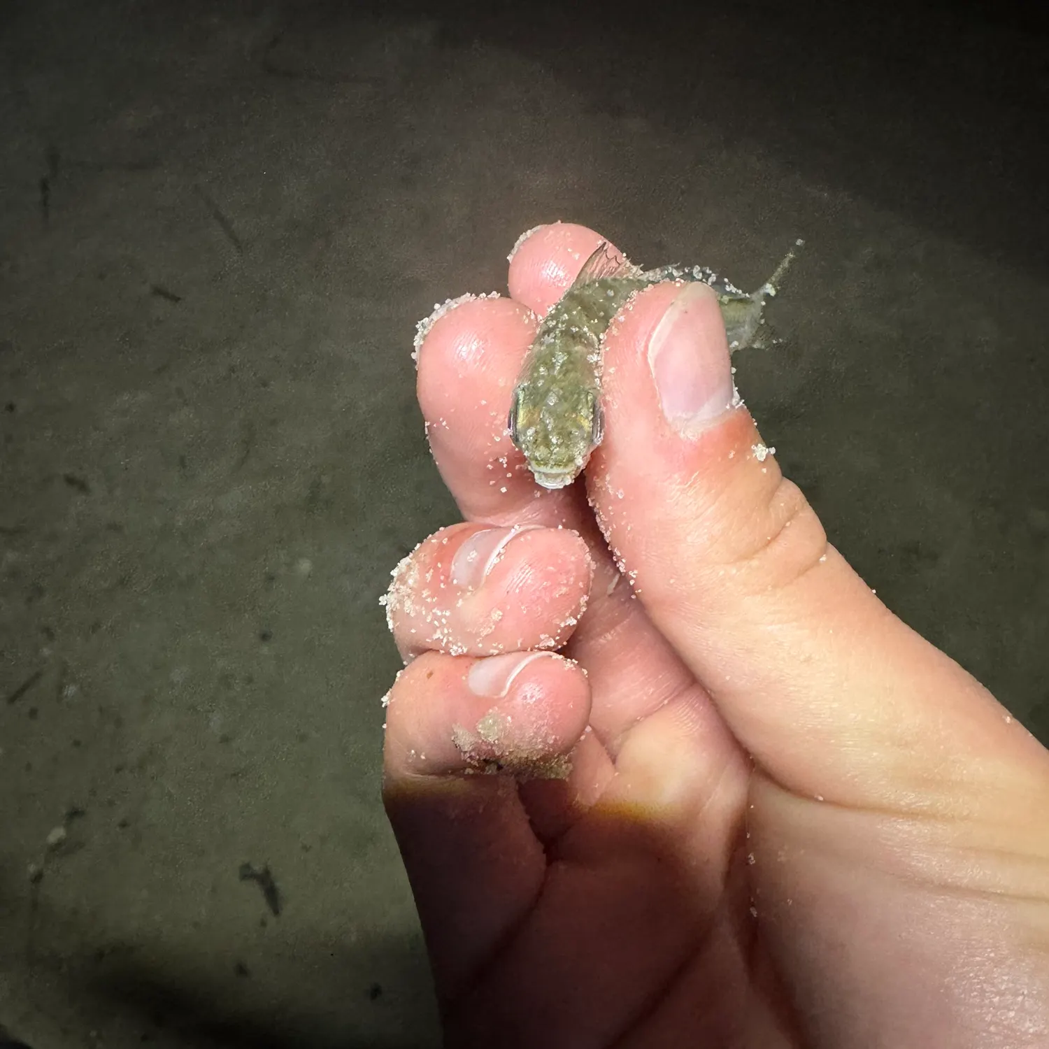 The most recent Atlantic spotfin mojarra catches on Fishbrain