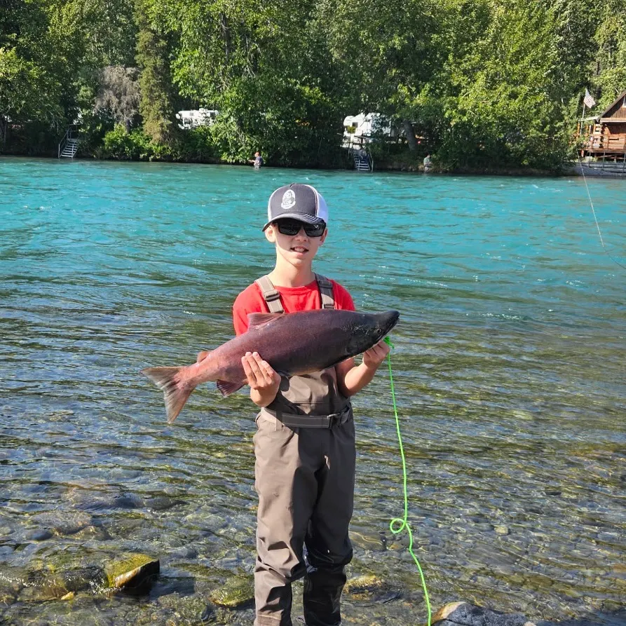 The most recent Sockeye salmon catches on Fishbrain