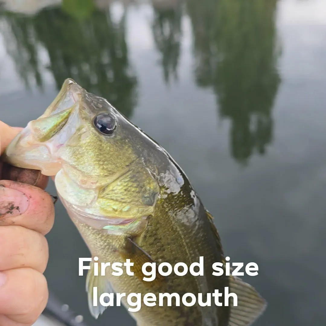 Largemouth bass caught on Fishbrain