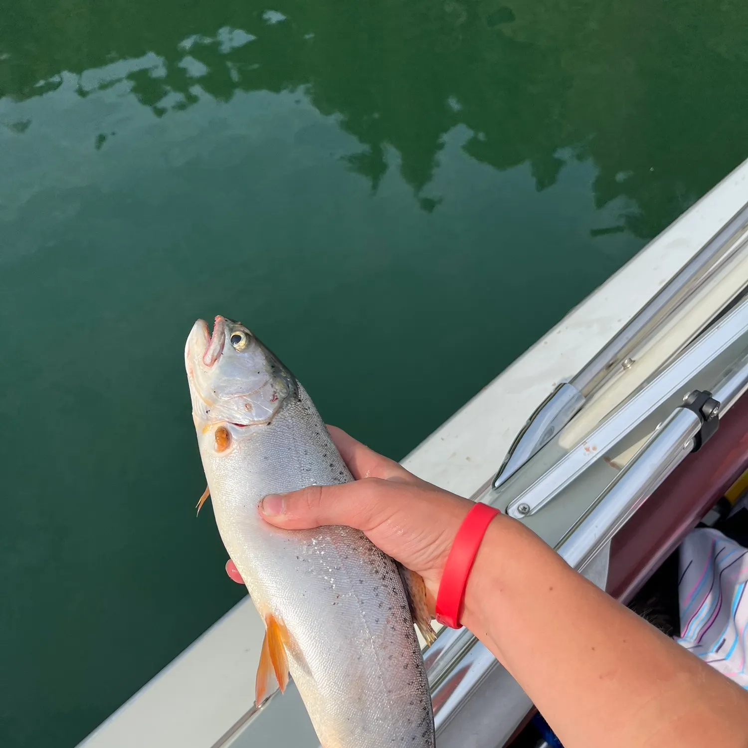 The most recent Bear Lake cutthroat trout catches on Fishbrain