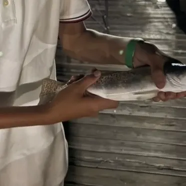 The most recent Spotted seatrout catches on Fishbrain