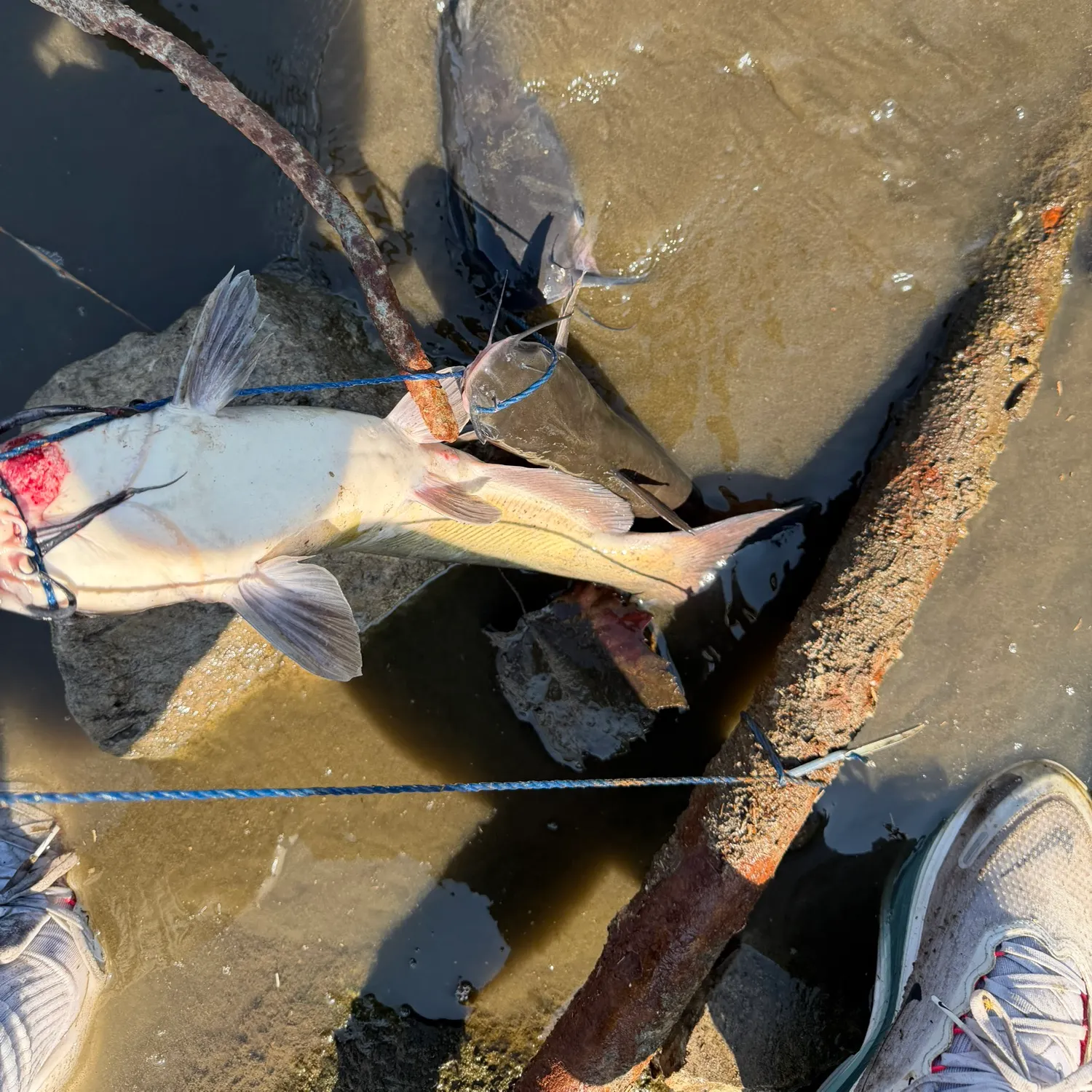 Channel catfish caught on Fishbrain