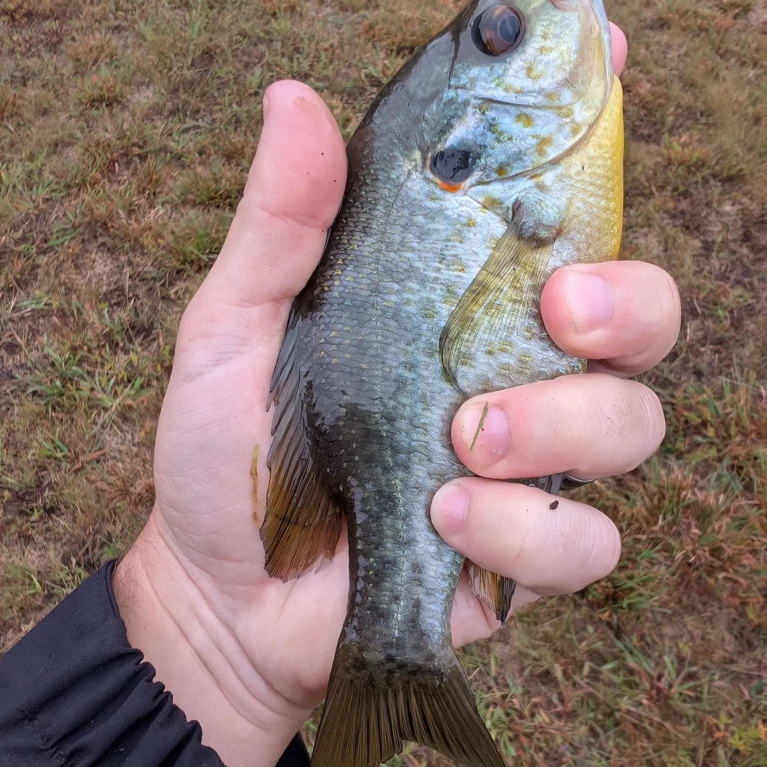 Redear sunfish caught on Fishbrain