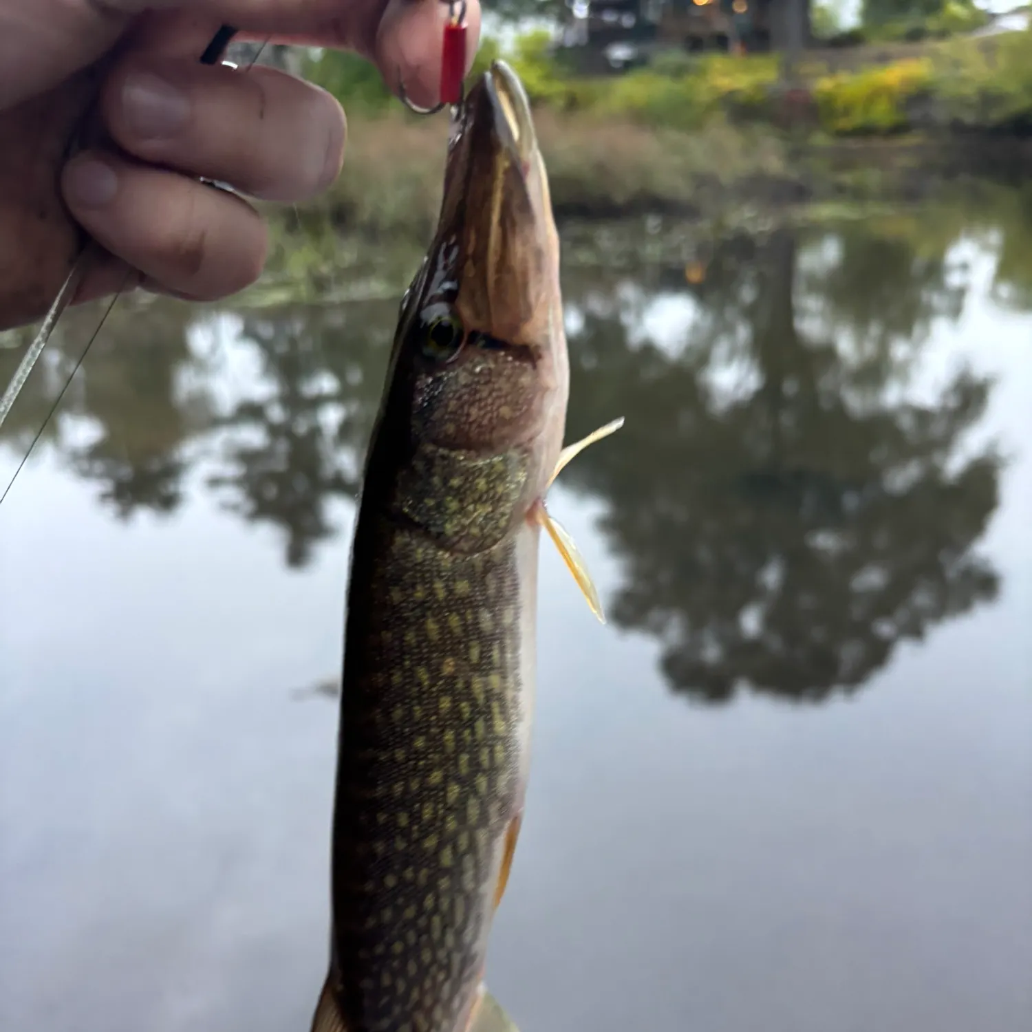Chain pickerel caught on Fishbrain