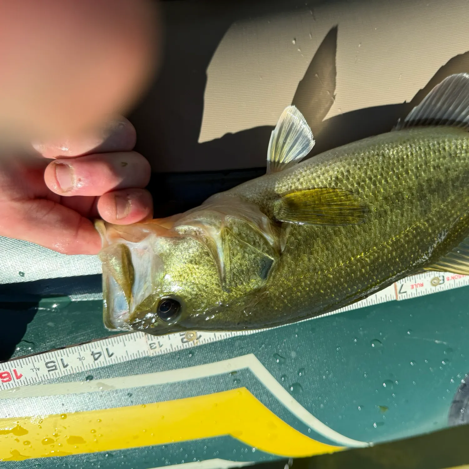 Largemouth bass caught on Fishbrain