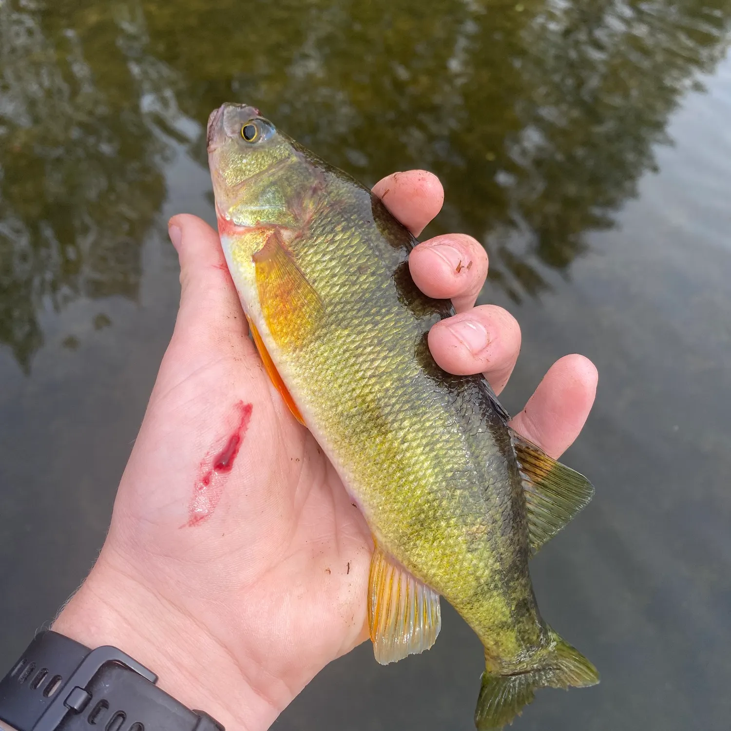 Yellow perch caught on Fishbrain
