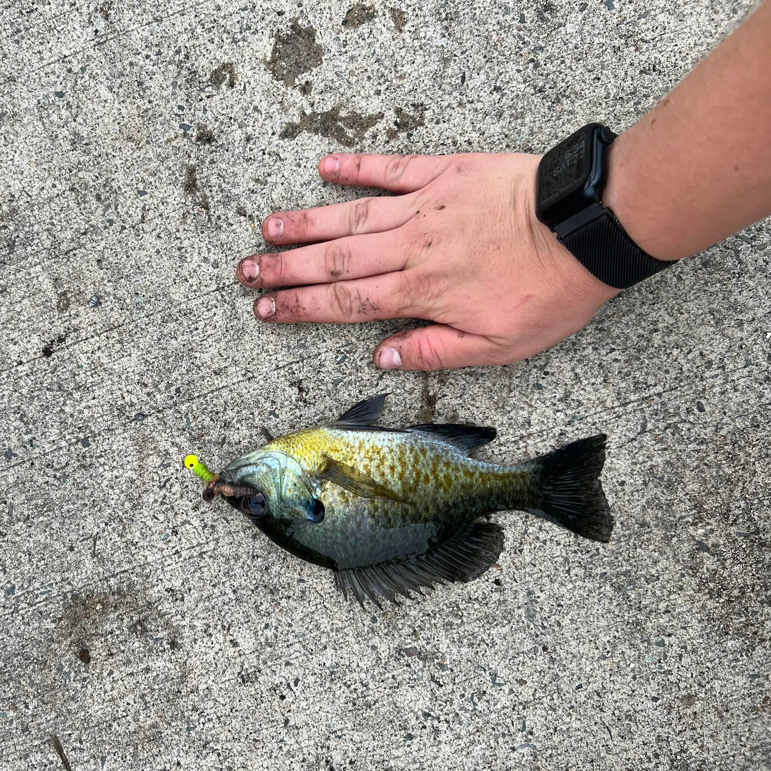 recently logged catches