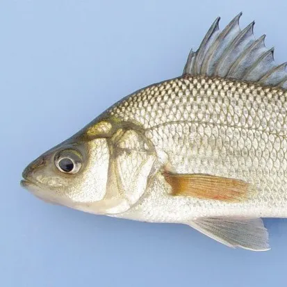 White perch caught on Fishbrain