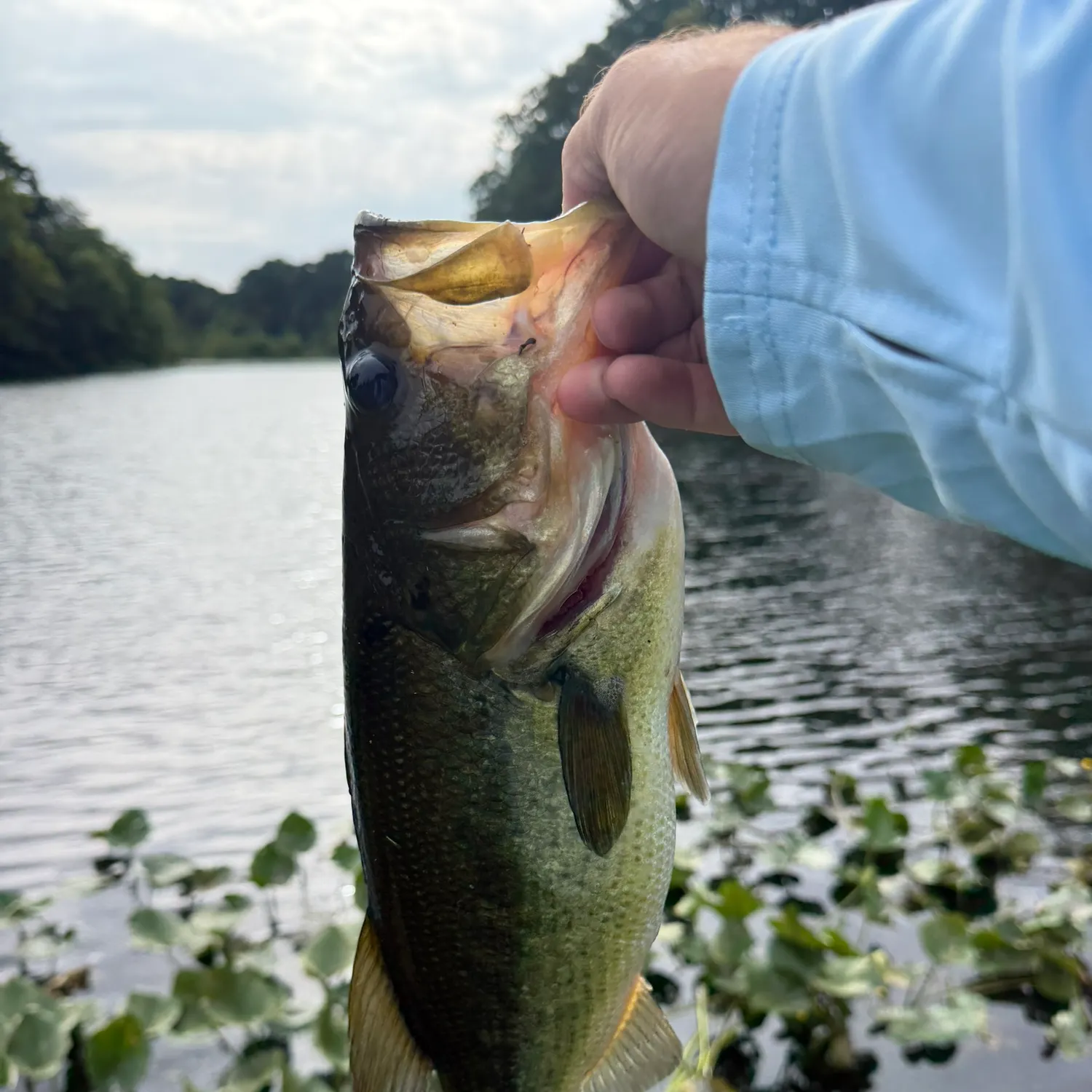 Largemouth bass caught on Fishbrain