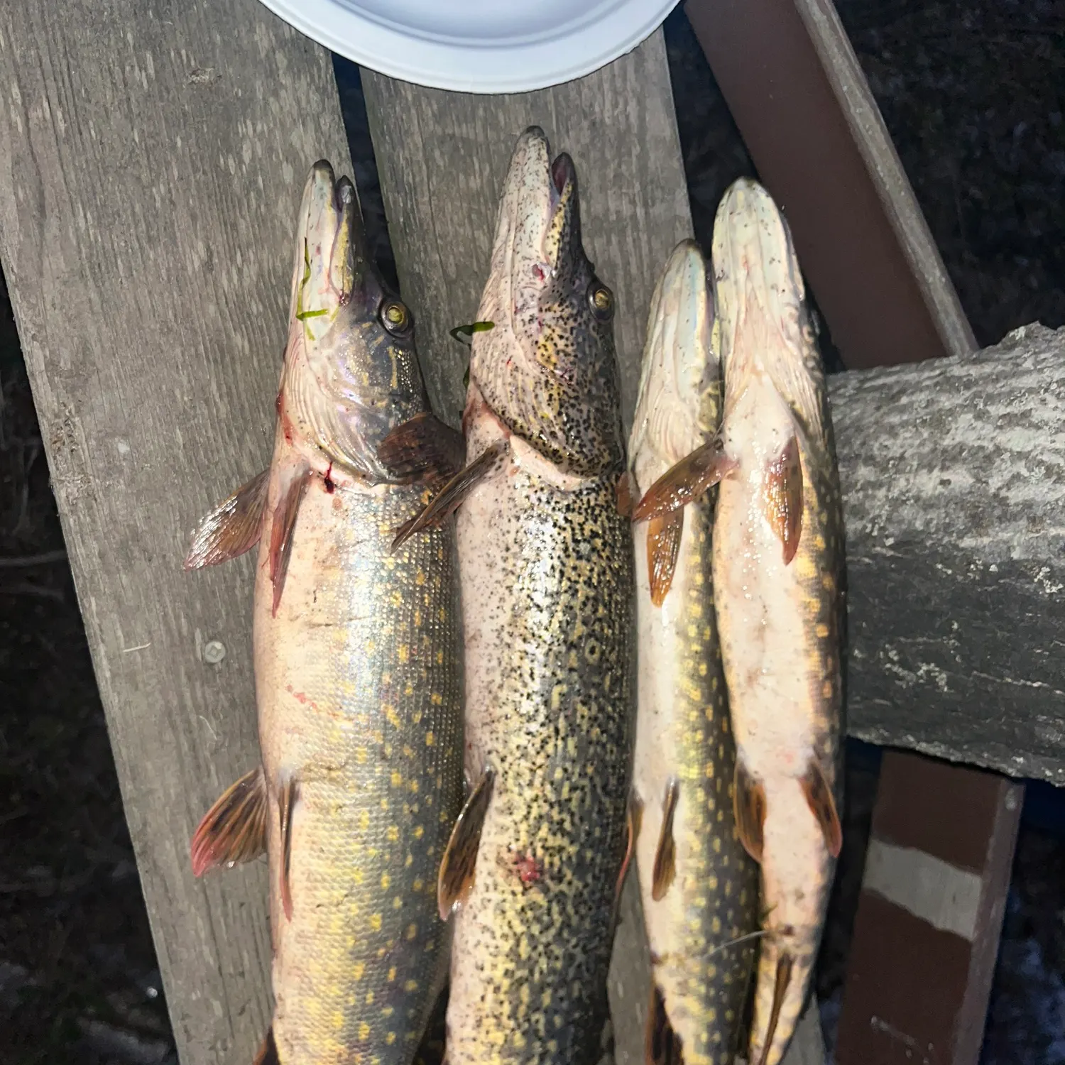 recently logged catches