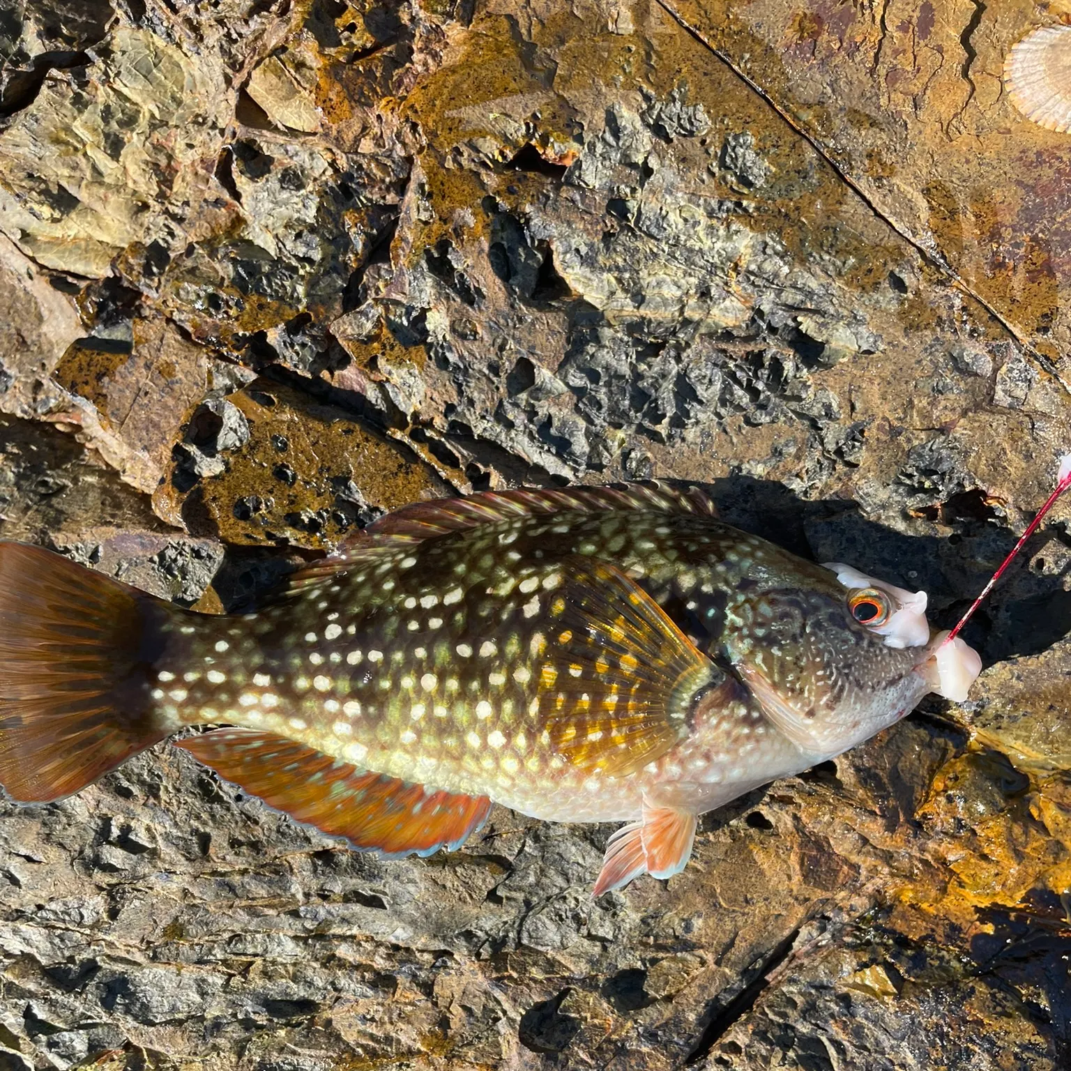 Fish caught on Fishbrain