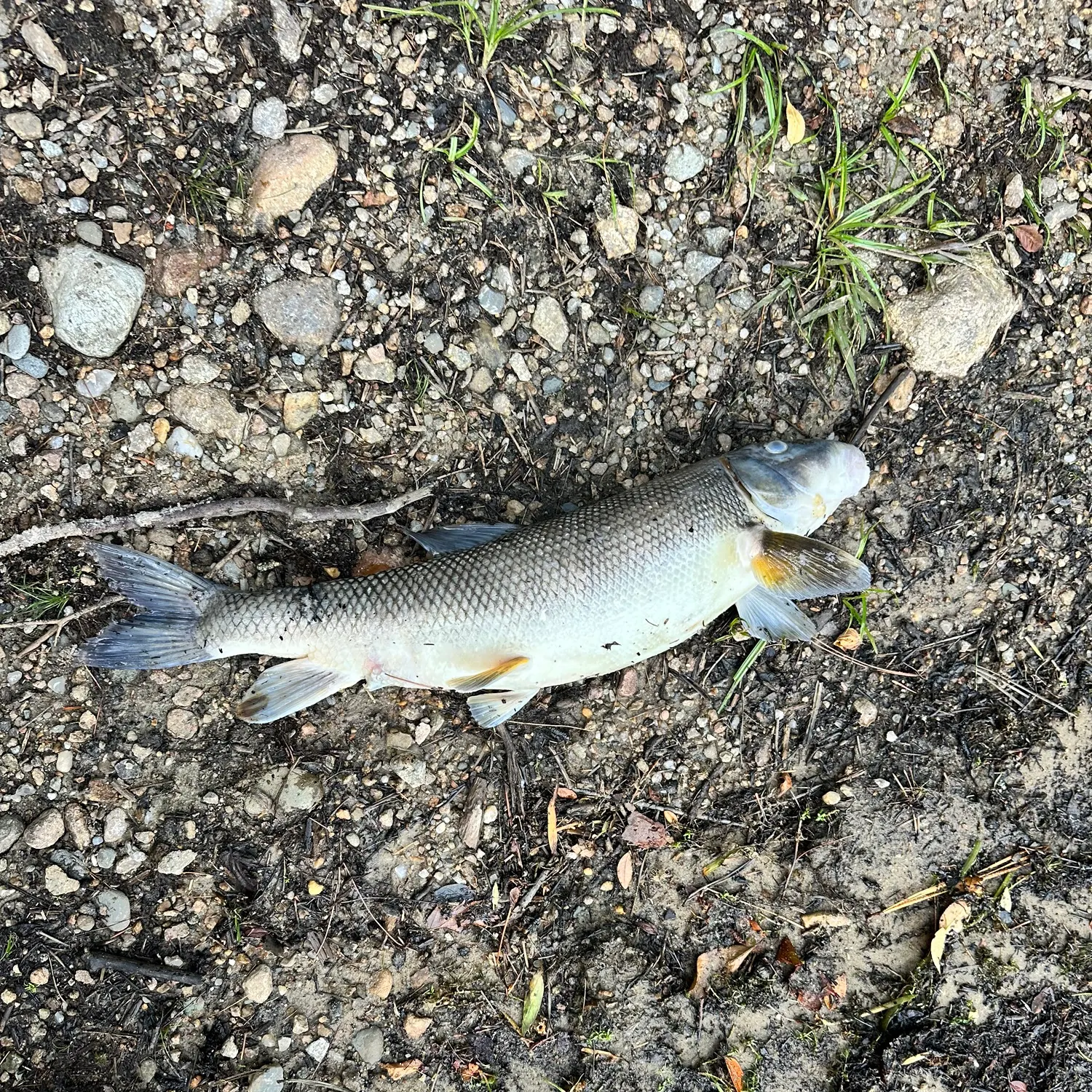 White sucker caught on Fishbrain