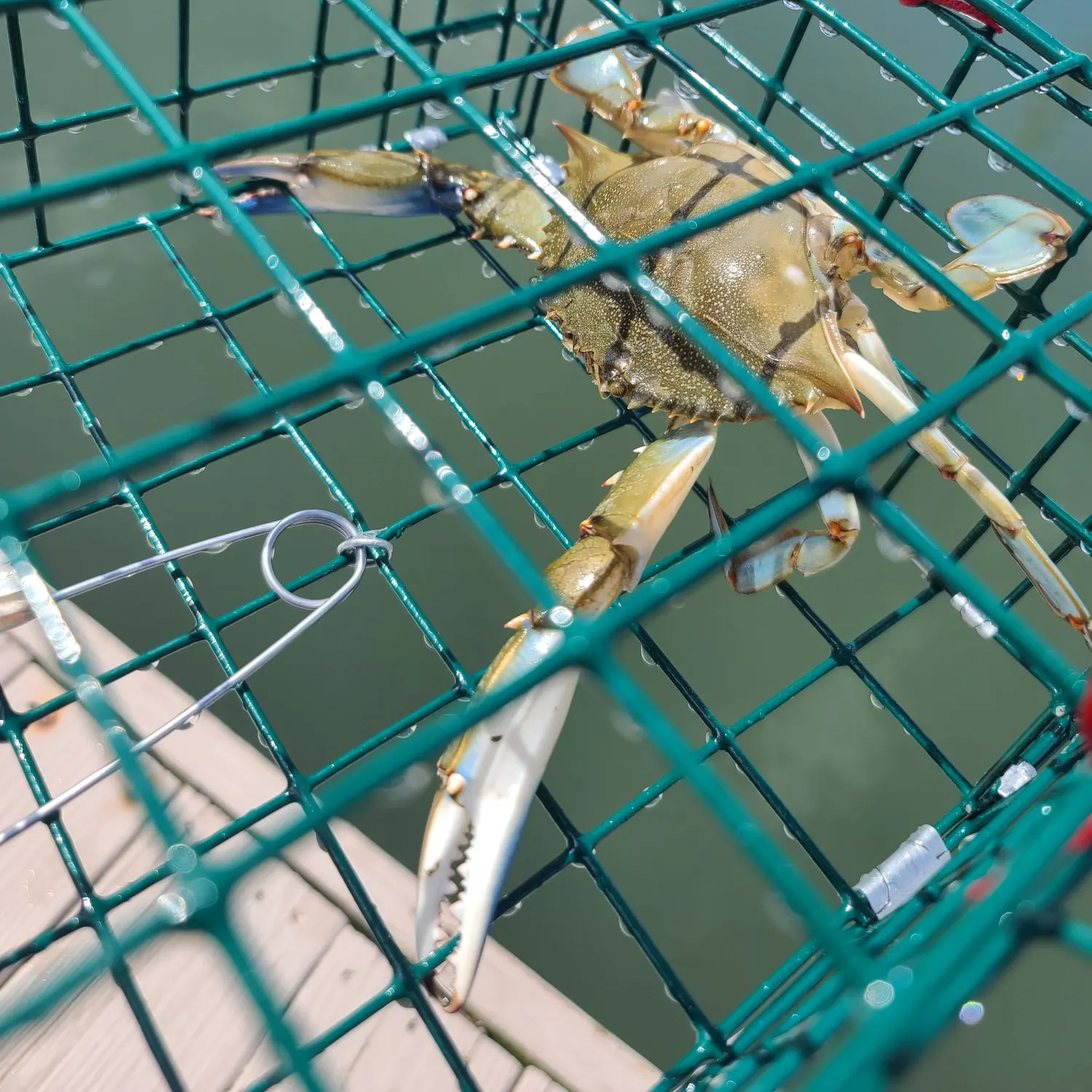 The most recent Blue crab catches on Fishbrain