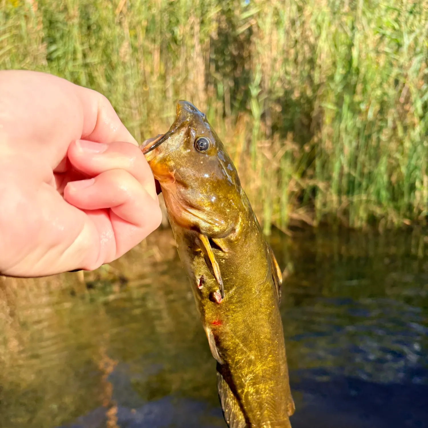 Yellow bullhead caught on Fishbrain