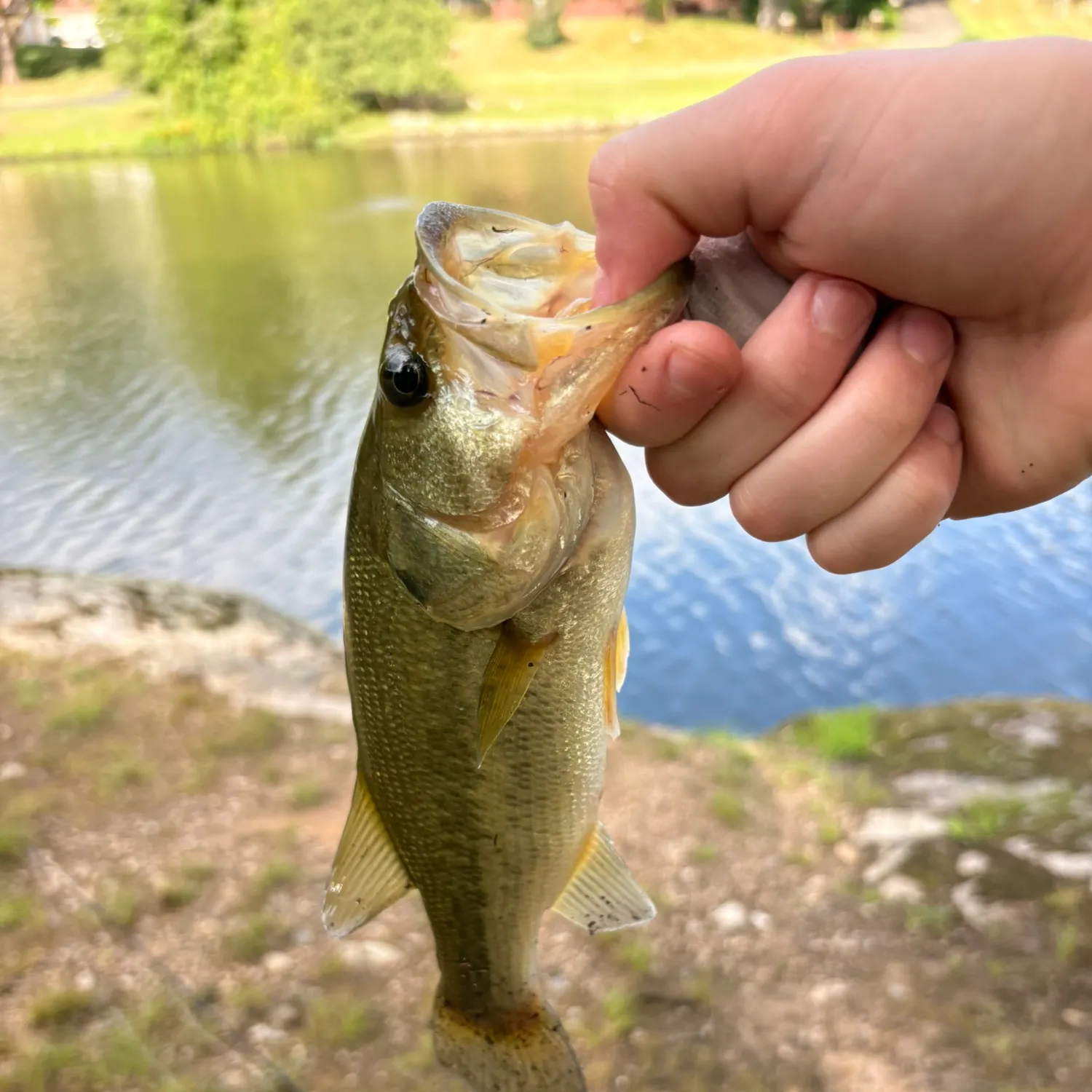 angler catch