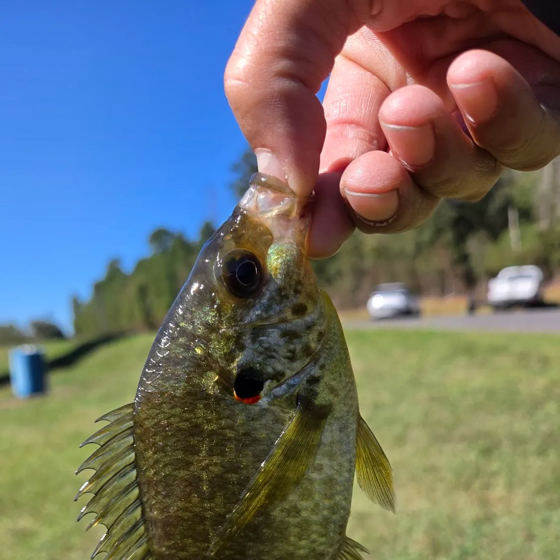 Redear sunfish caught on Fishbrain