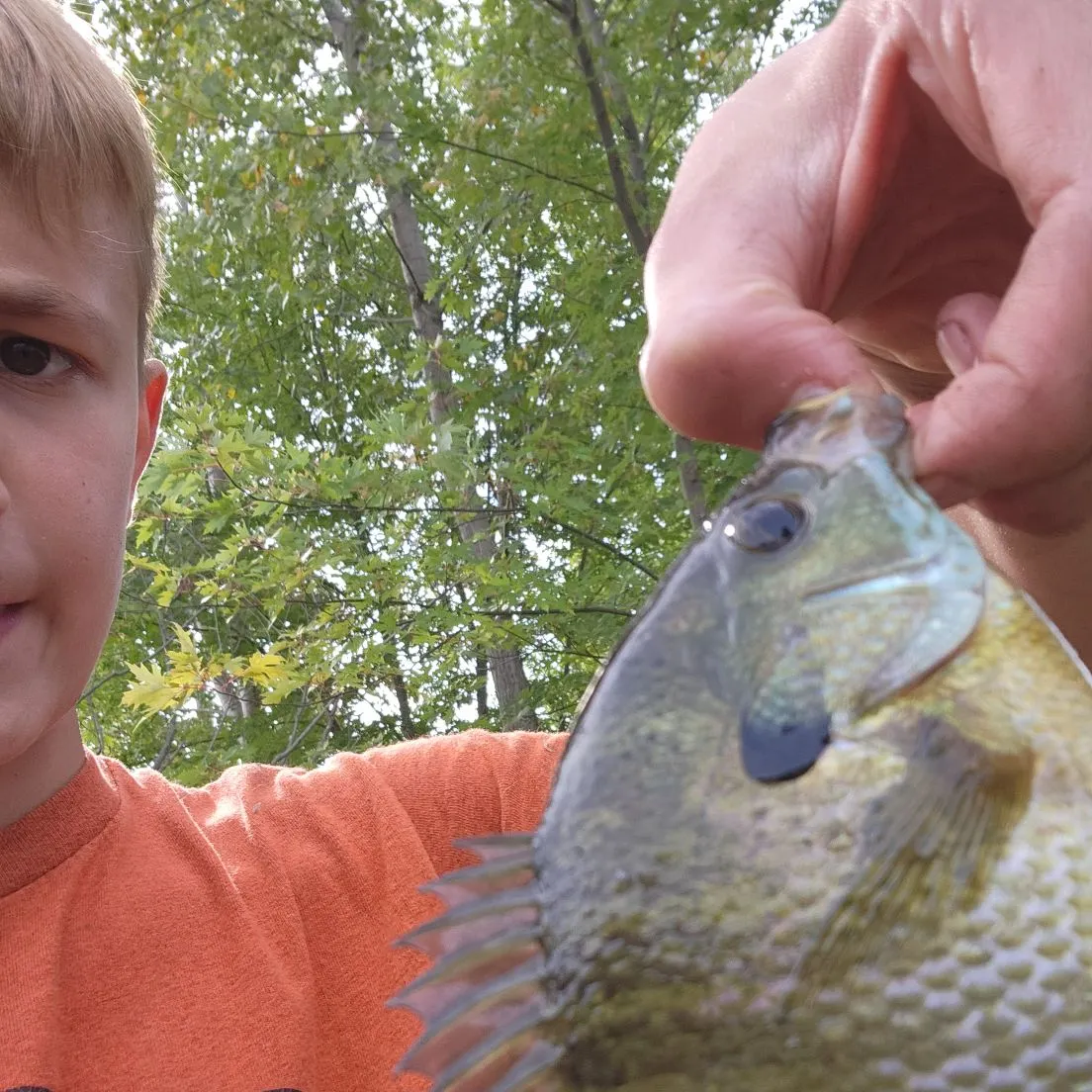 Bluegill caught on Fishbrain