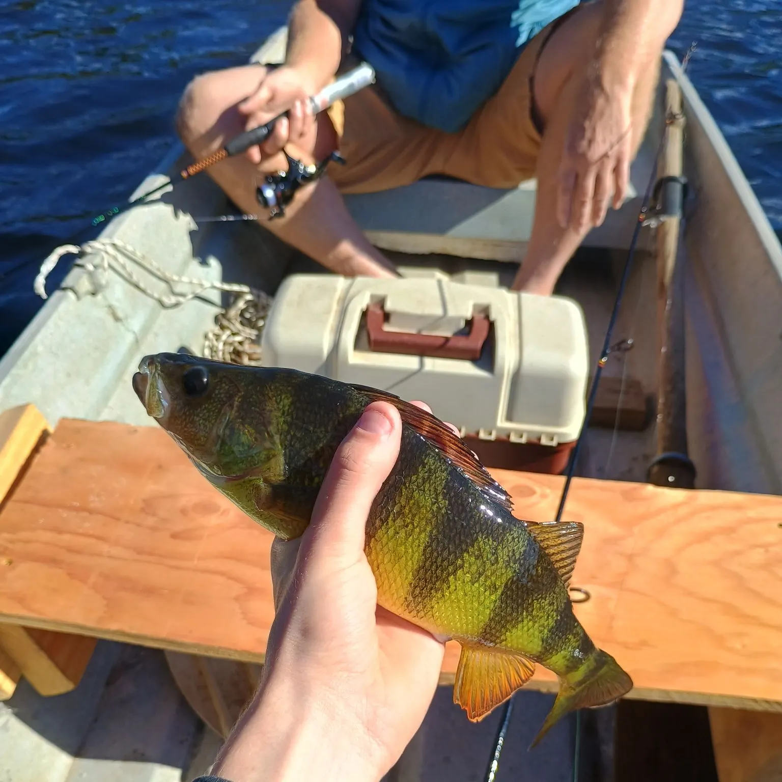 Yellow perch caught on Fishbrain