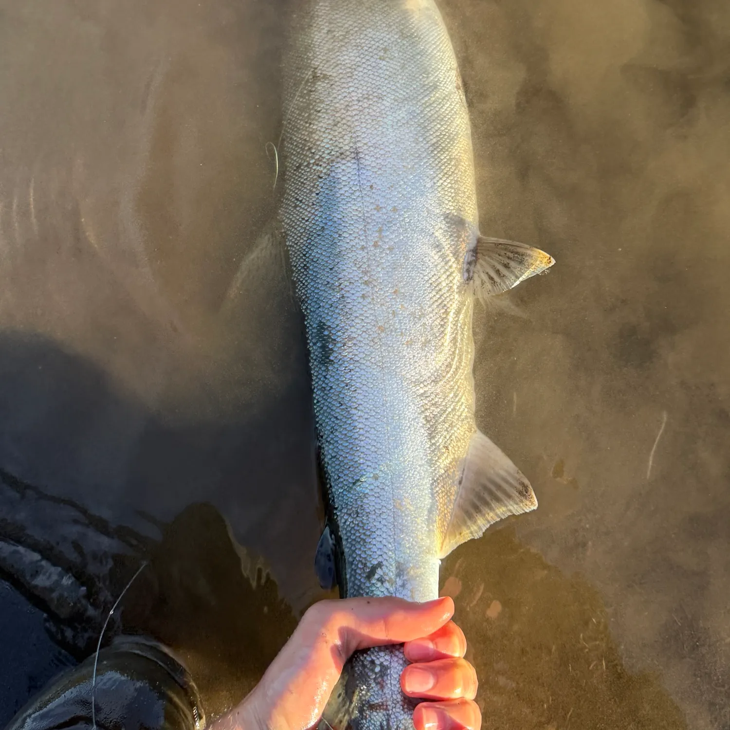 Coho salmon caught on Fishbrain