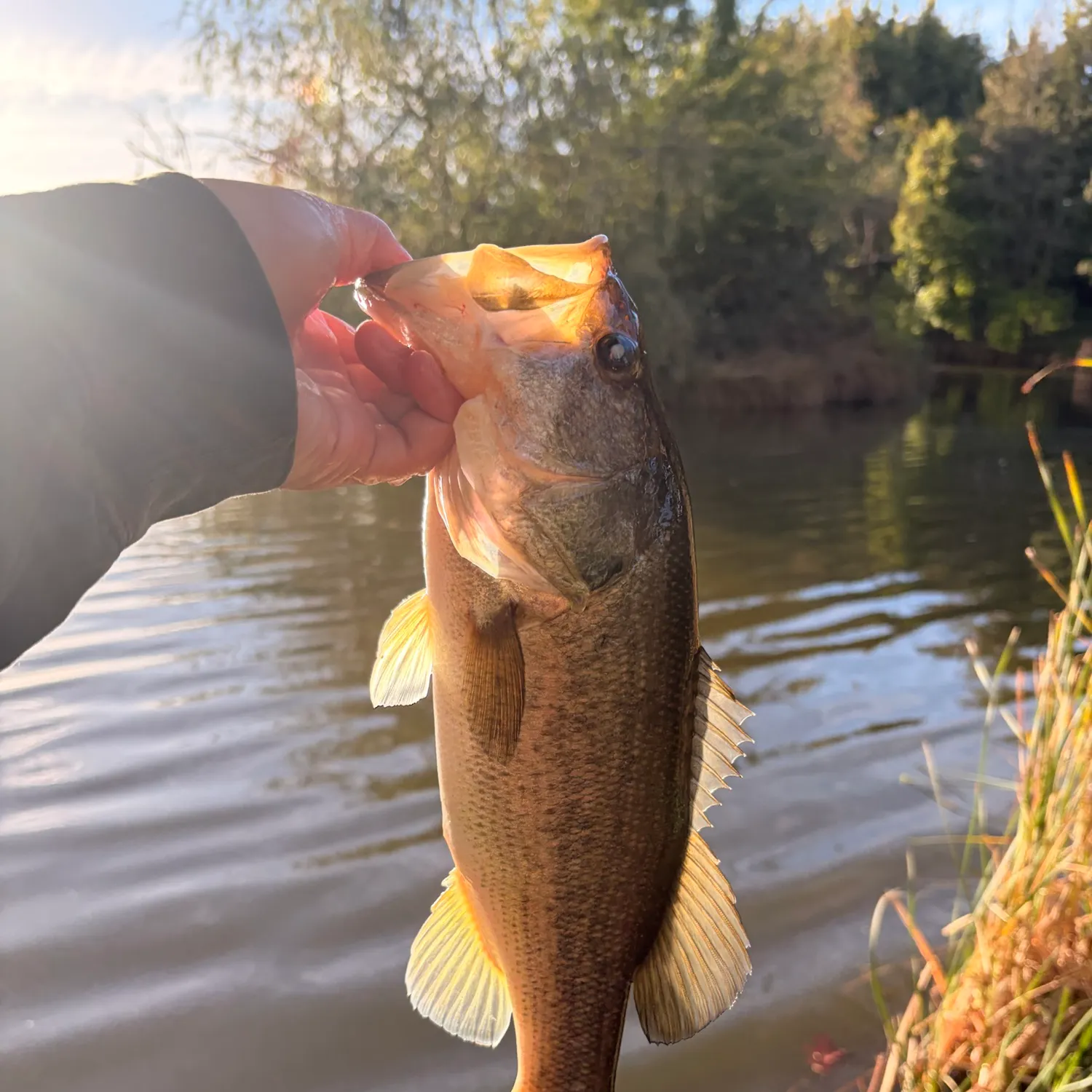 Largemouth bass caught on Fishbrain