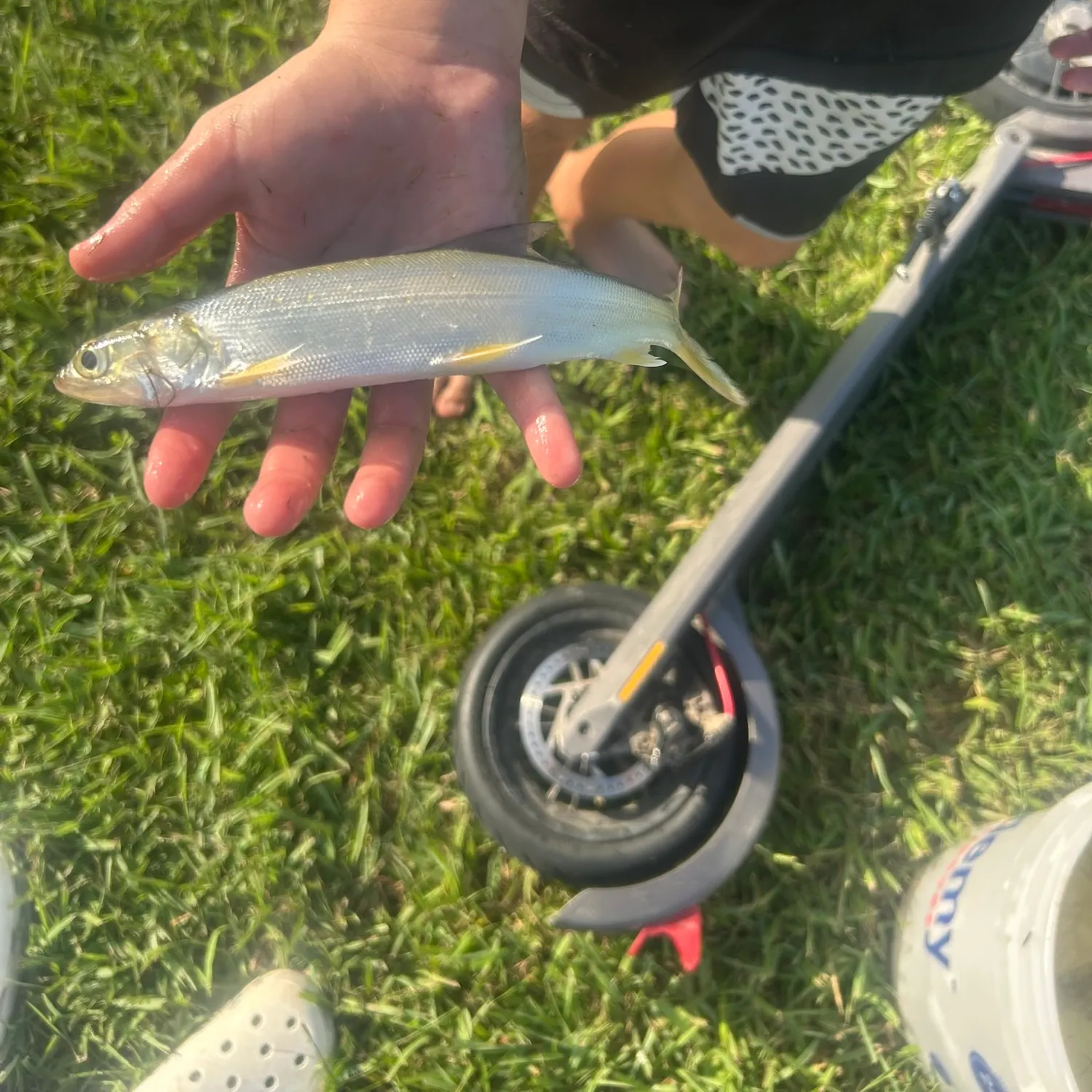 The most recent Ladyfish catches on Fishbrain