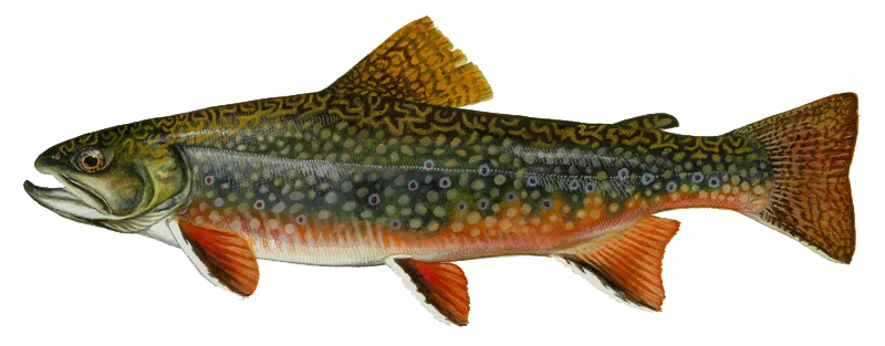 Brook trout