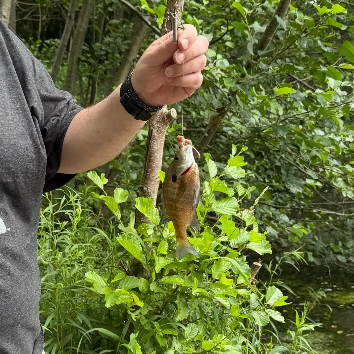 Bluegill caught on Fishbrain