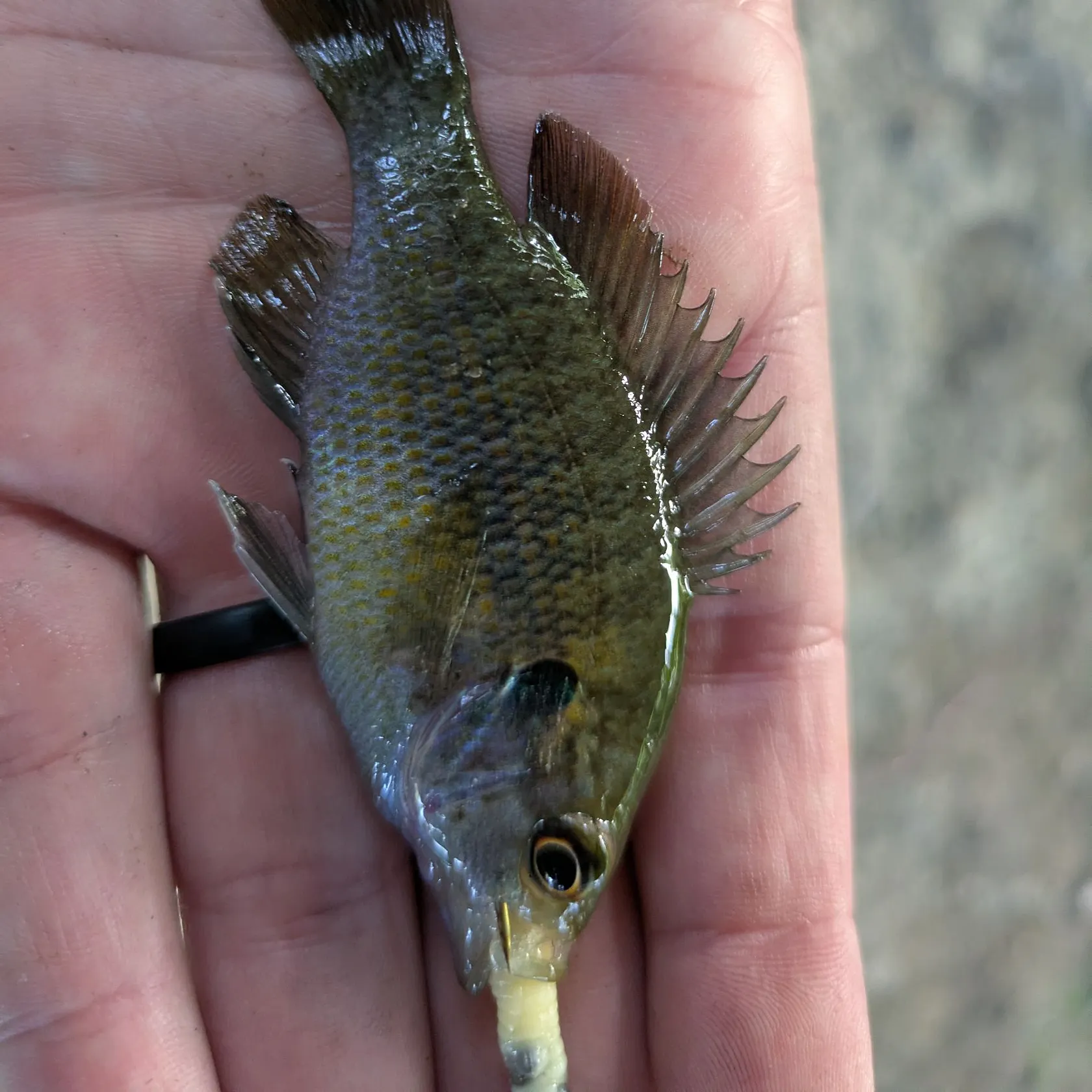 The most recent Redspotted sunfish x bluegill catches on Fishbrain