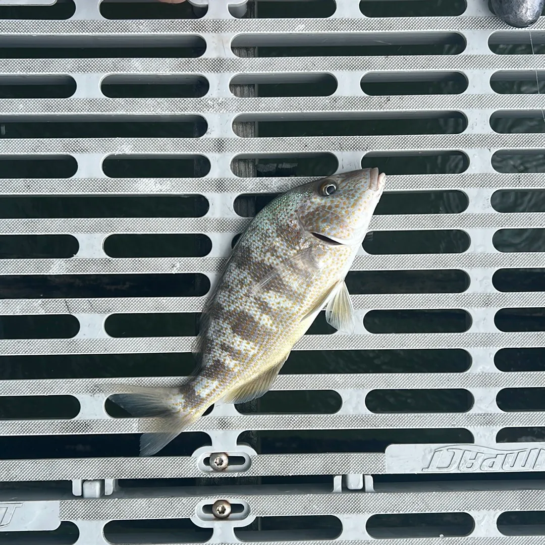 Pigfish caught on Fishbrain