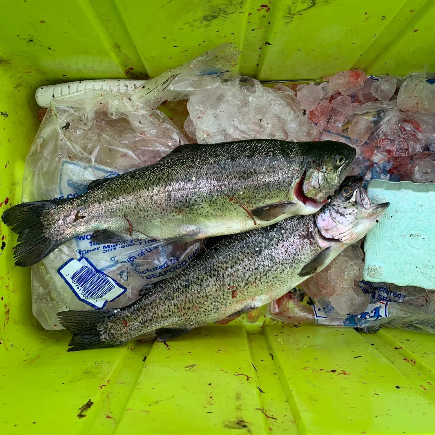 recently logged catches