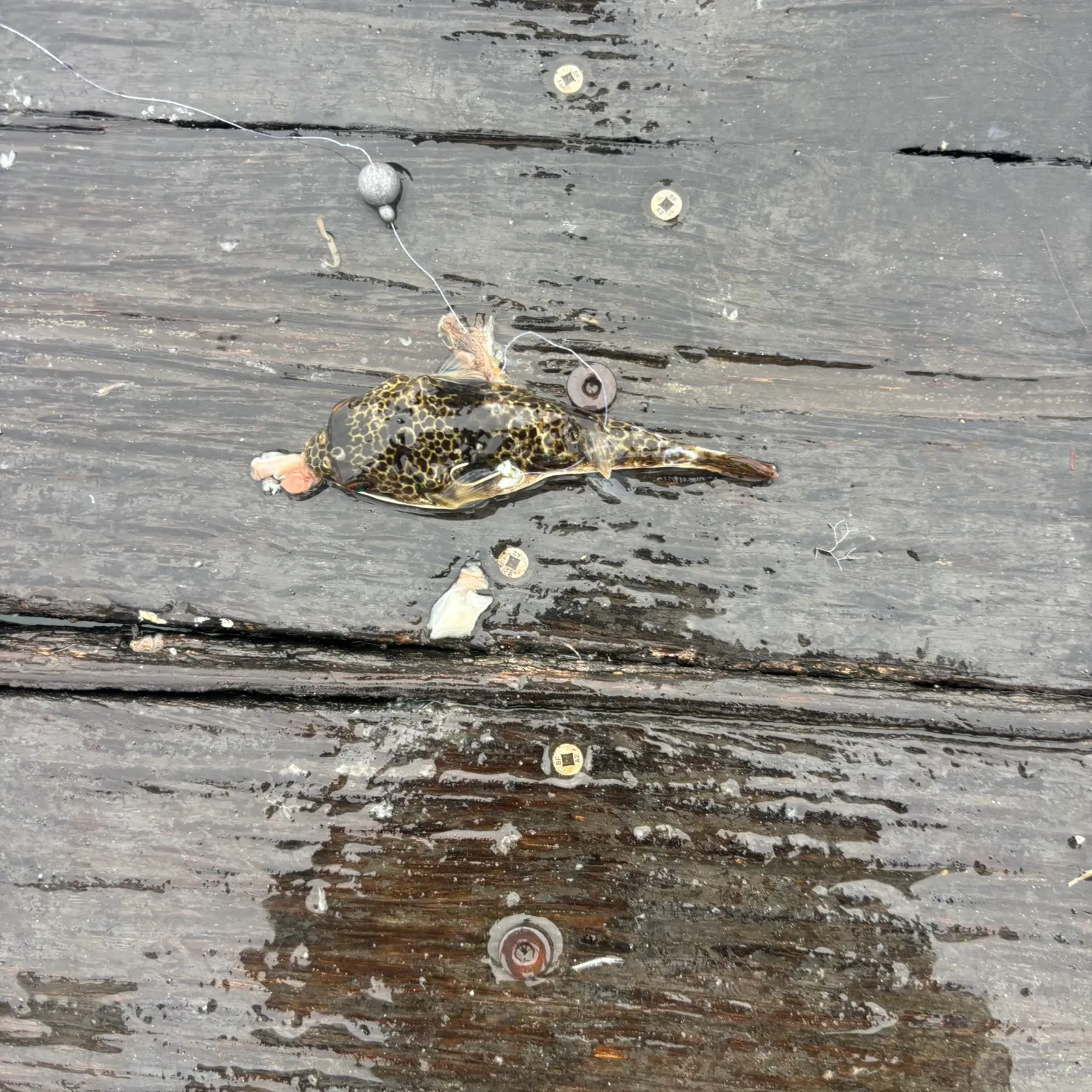 The most recent Smooth toadfish catches on Fishbrain