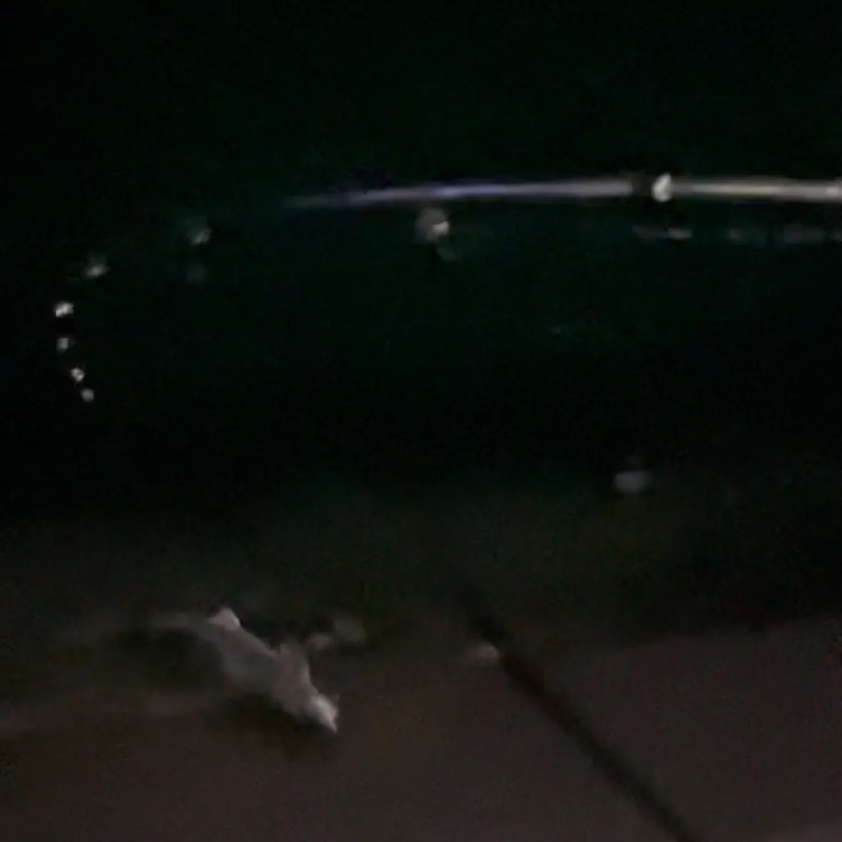 The most recent Leopard shark catches on Fishbrain