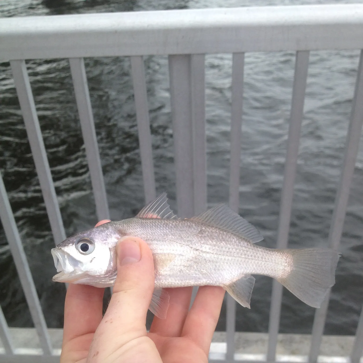 The most recent Silver perch catches on Fishbrain