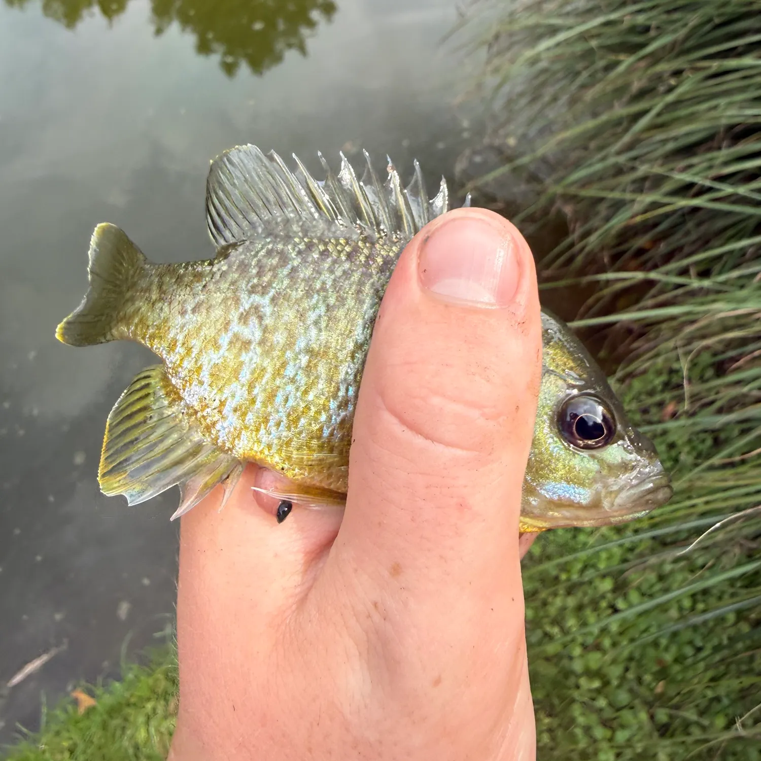 Greengill hybrid caught on Fishbrain
