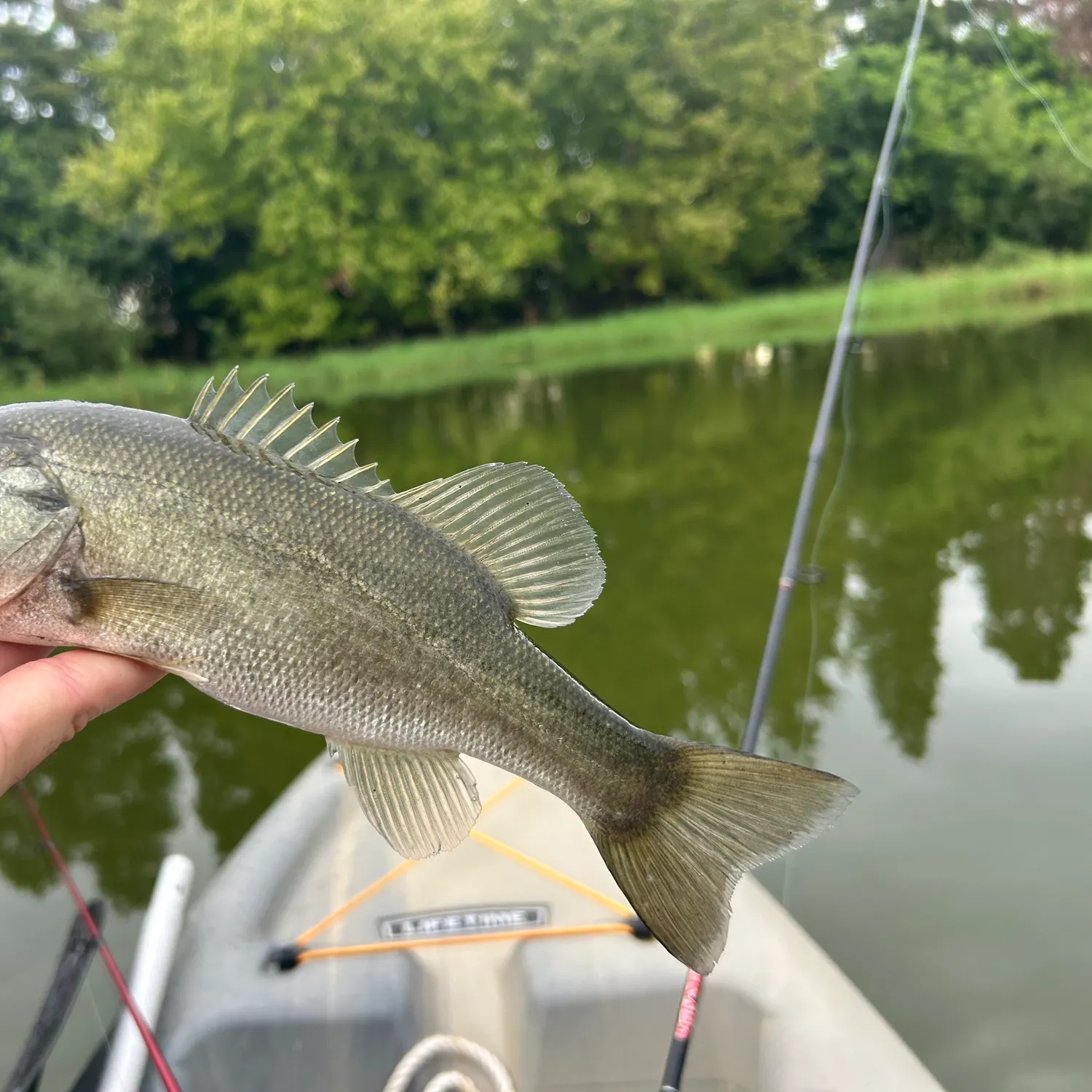 Largemouth bass caught on Fishbrain