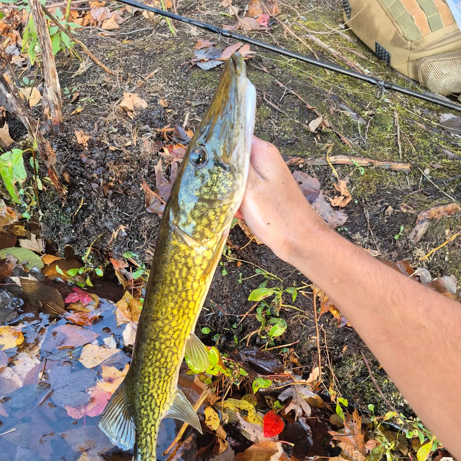 Chain pickerel caught on Fishbrain