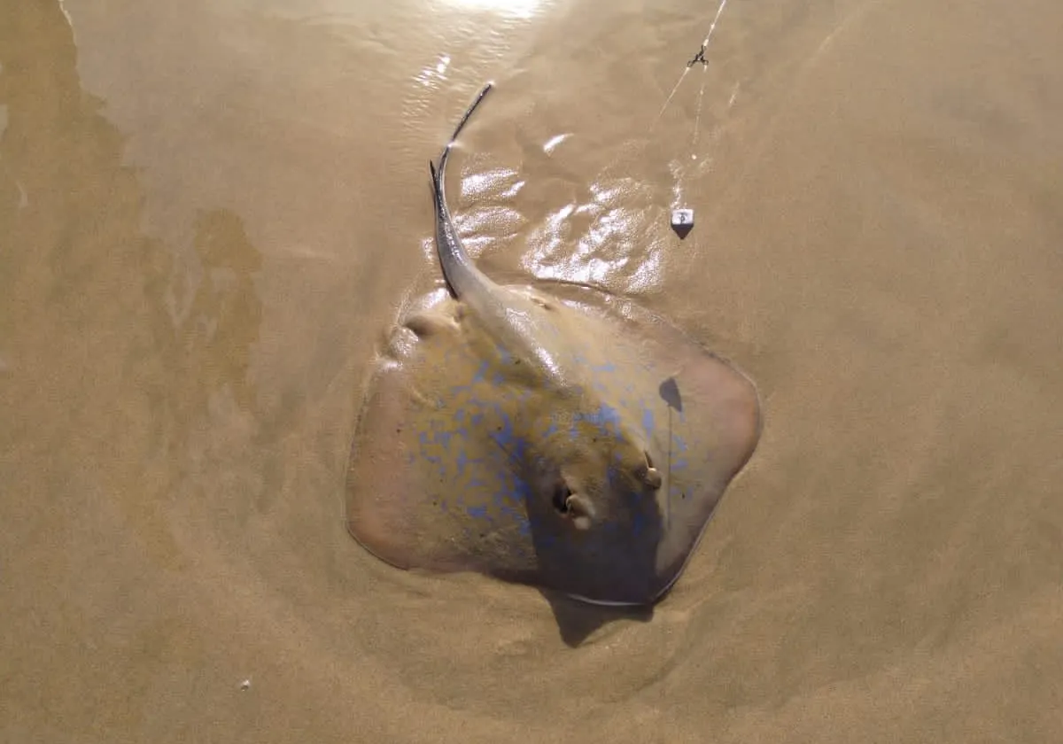 Bluespotted ribbontail ray