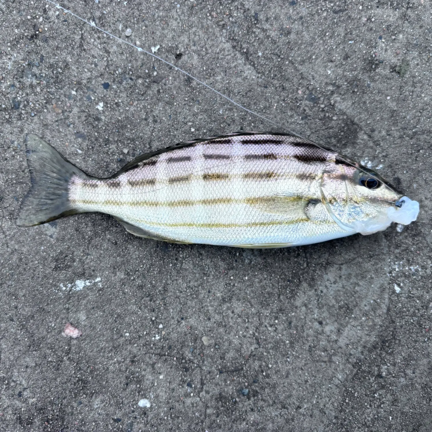 Four-lined Grunter caught on Fishbrain