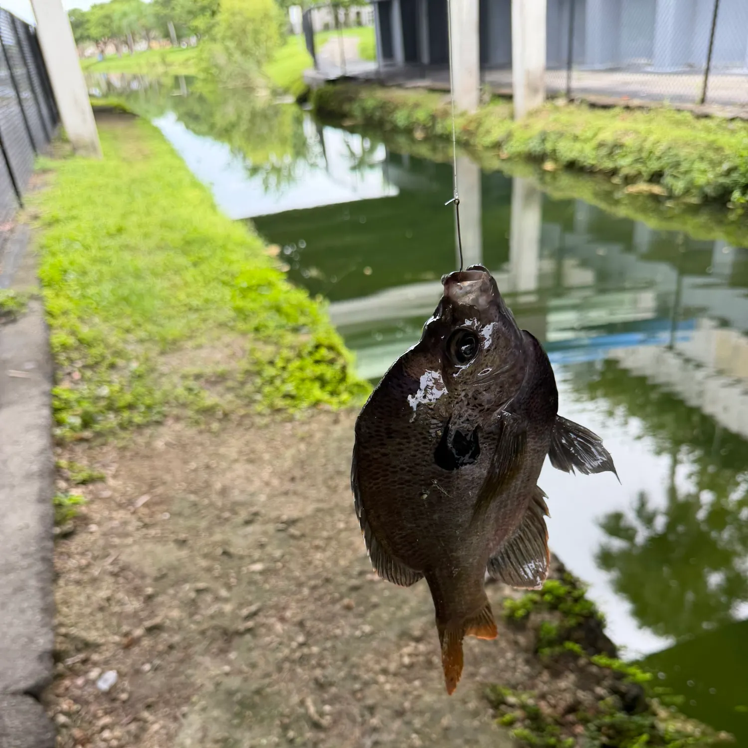 Bluegill caught on Fishbrain