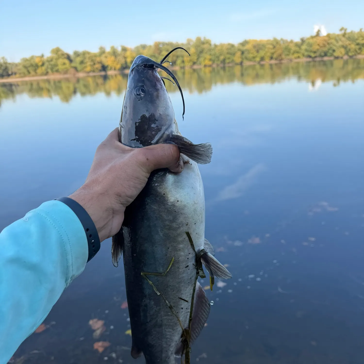Channel catfish caught on Fishbrain