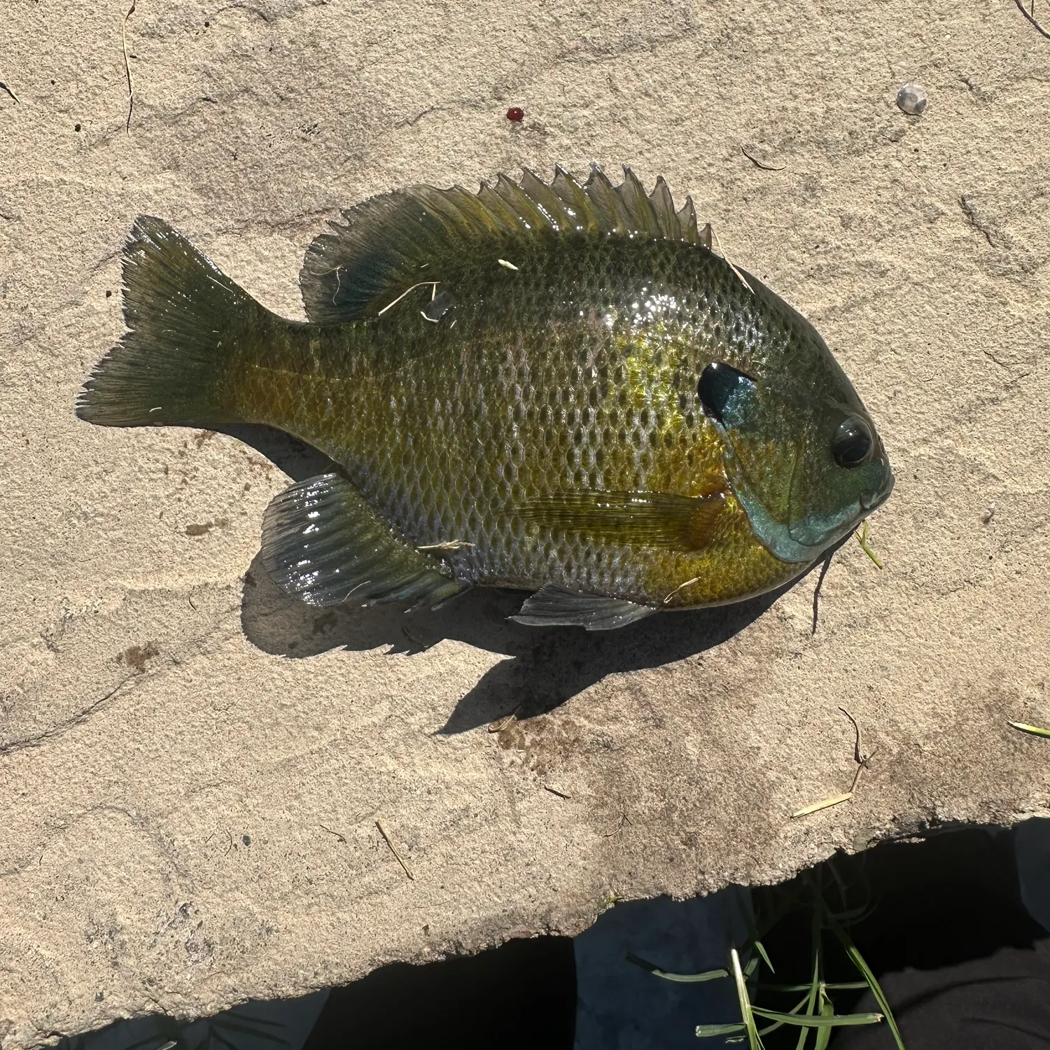 Bluegill caught on Fishbrain