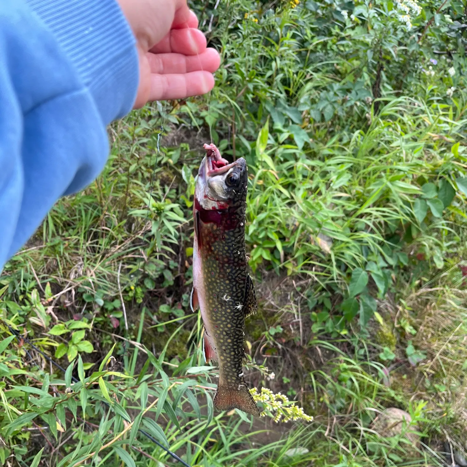 Brook trout caught on Fishbrain