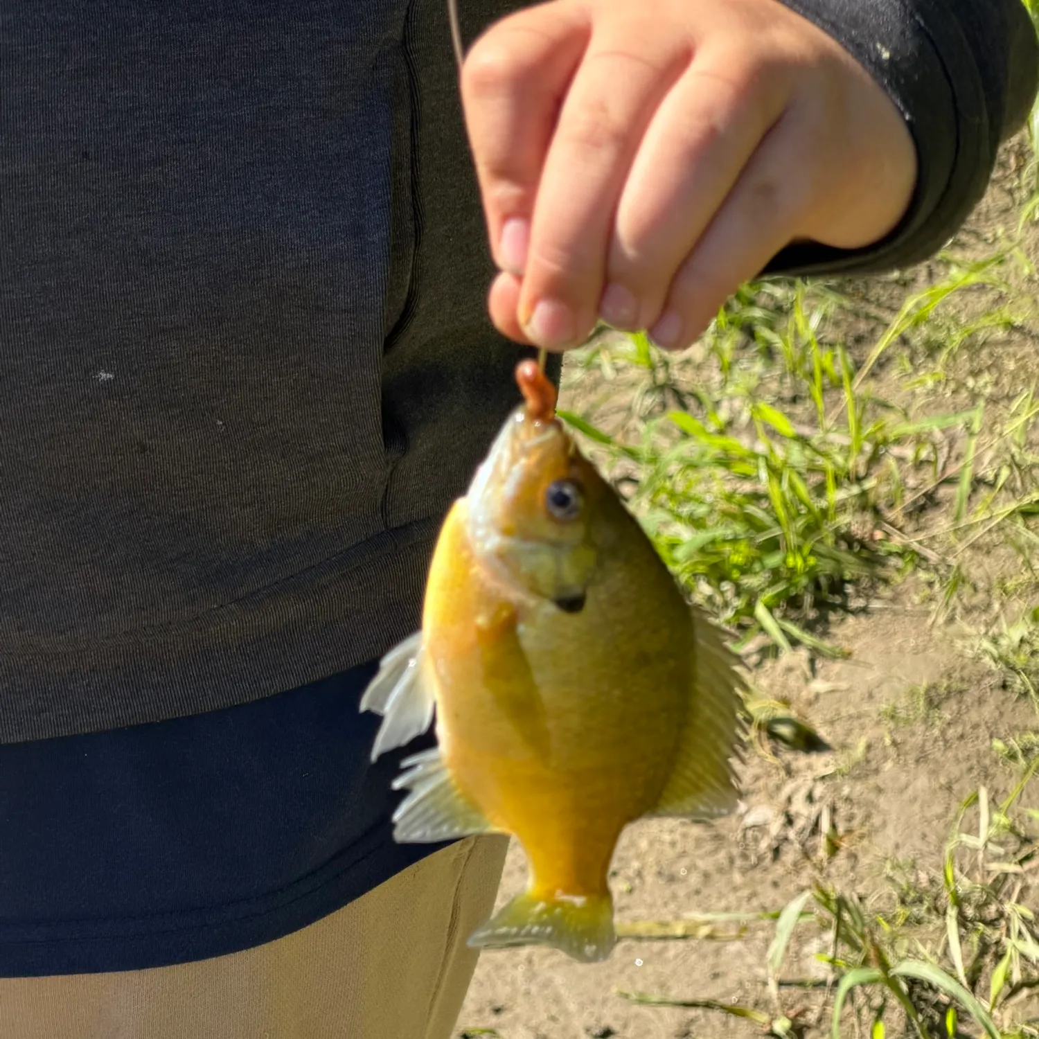 Green sunfish caught on Fishbrain