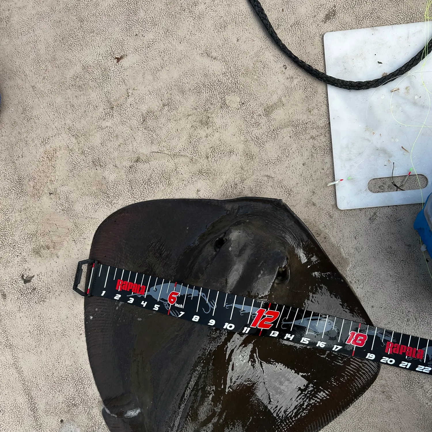The most recent Bluntnose stingray catches on Fishbrain