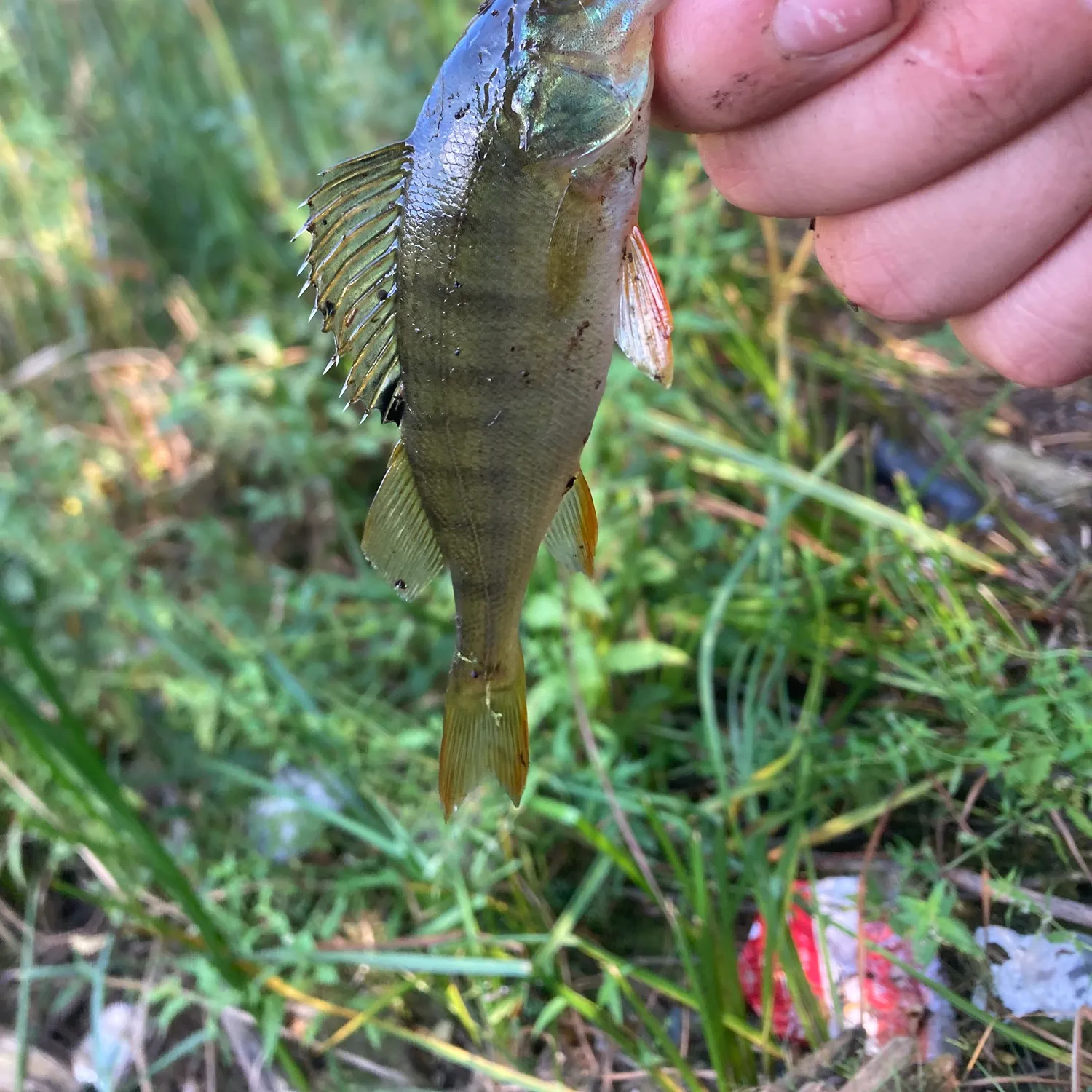 European perch caught on Fishbrain
