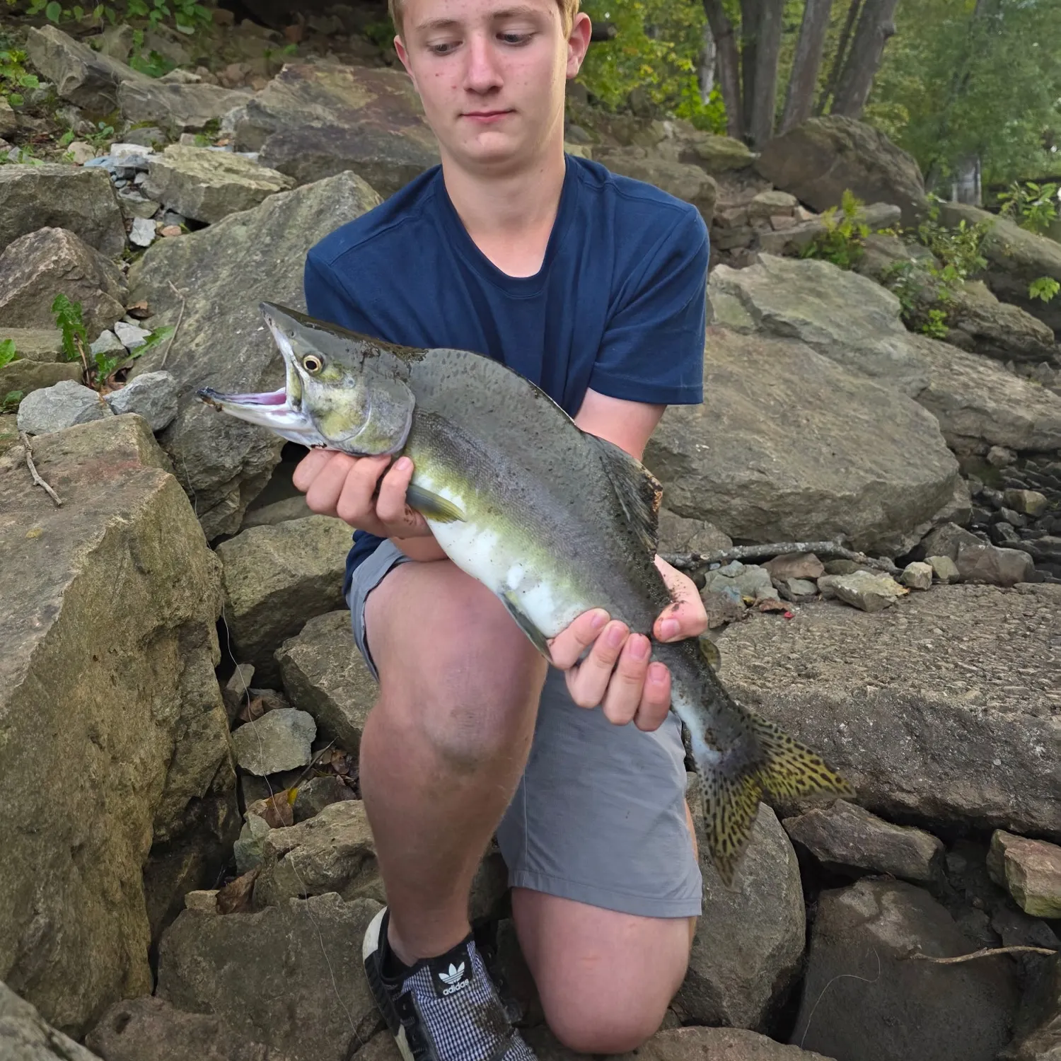 Pink salmon caught on Fishbrain