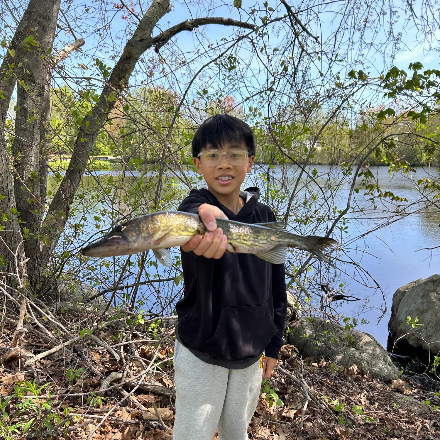 Chain pickerel caught on Fishbrain