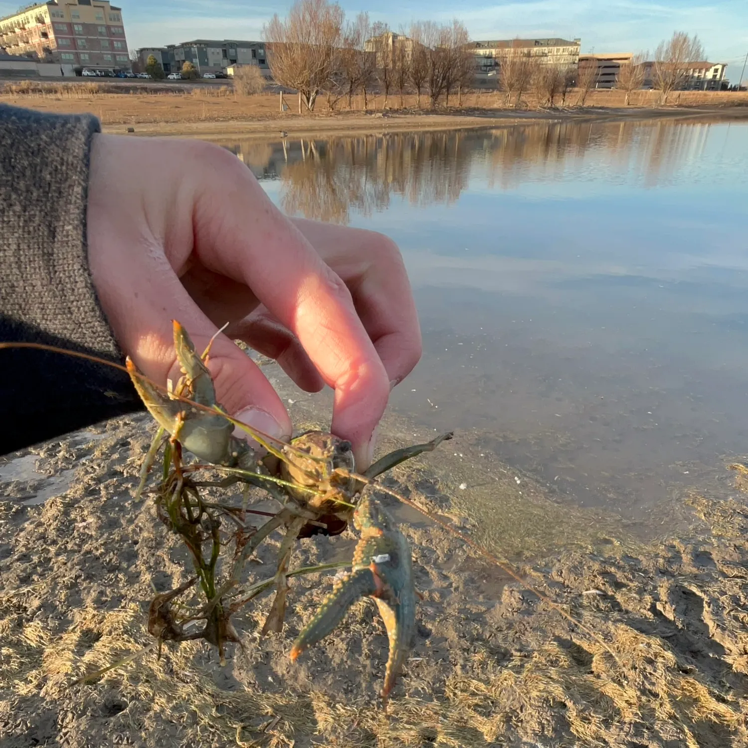 The most recent Signal crayfish catches on Fishbrain